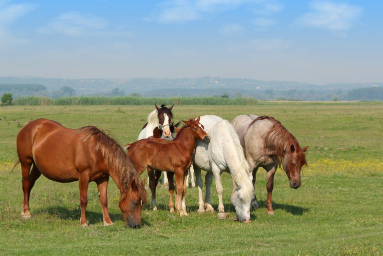 La communication non verbale et l'organisation sociale propre aux chevaux en font des partenaires privilégiés