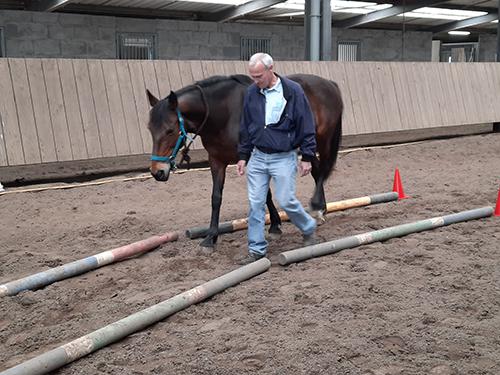 Retours d'expériences Équicoaching pour managers Retours d'expériences Équicoaching pour managers