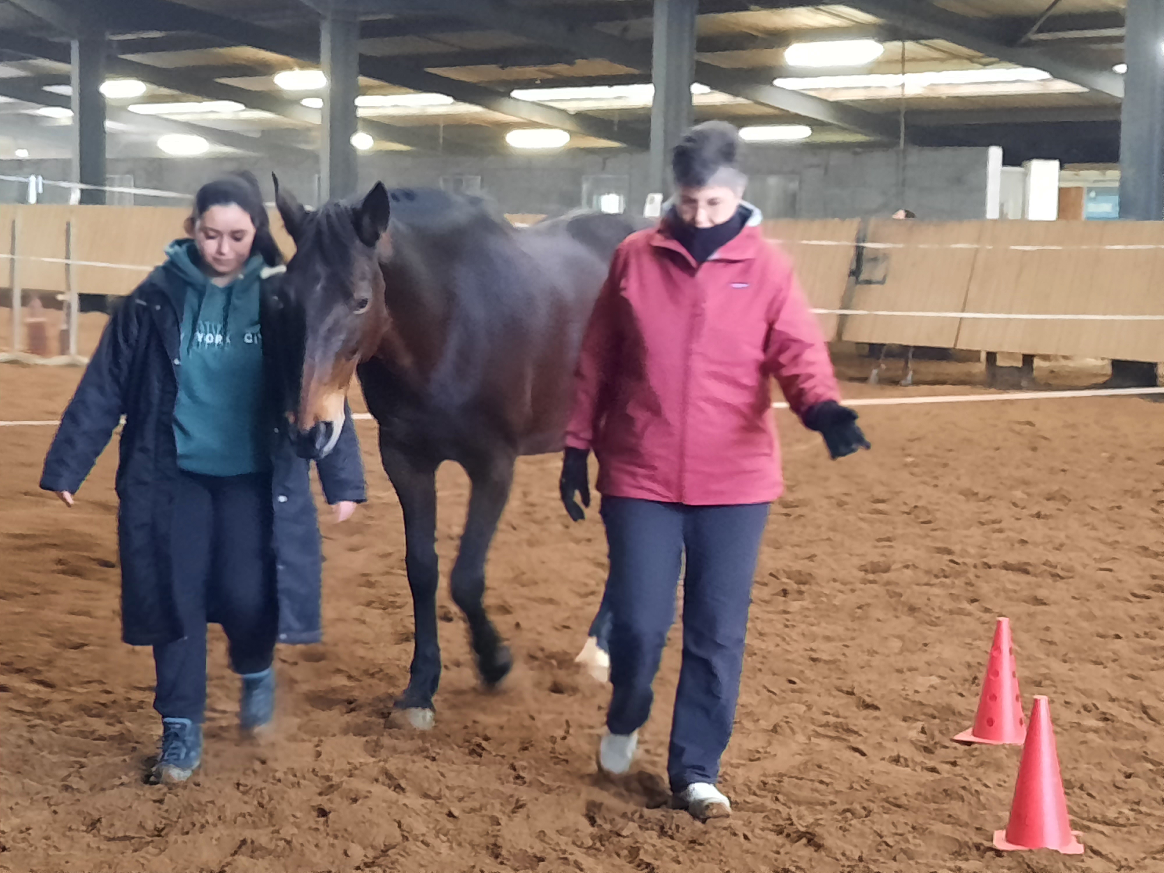 Formations expérientielles assistées par le cheval aux portes de Nantes à Carquefou LEADERSHIP - COHÉSION D’EQUIPE EN ENTREPRISE