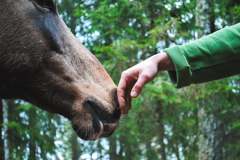 Se rencontrer avec les chevaux c'est apprendre à accueillir cette part essentielle de l'être humain, pour la replacer au cœur de la vie sociale et professionnelle.